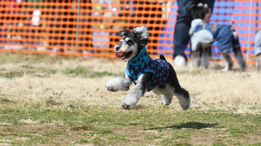 マーブル&イヴの髭犬祭2018