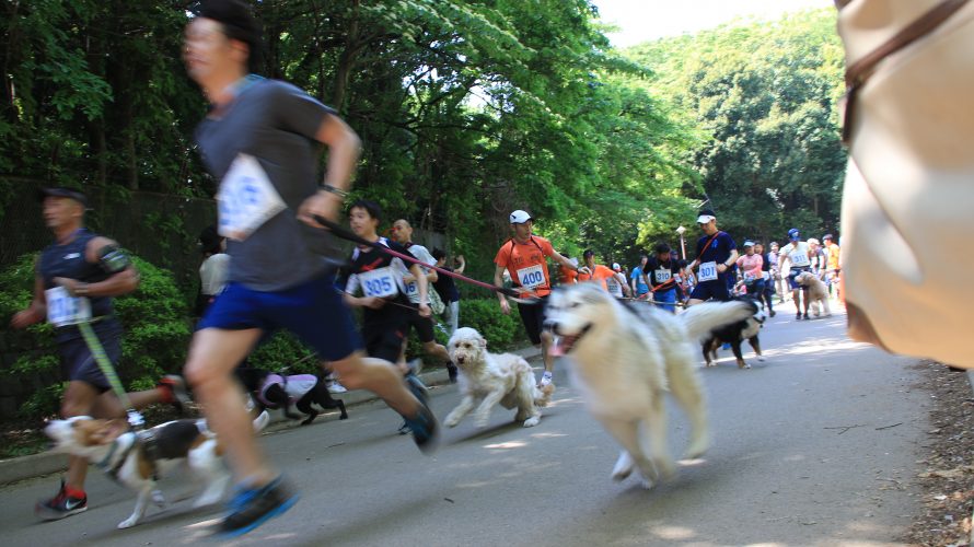 初参加…じゃなくて見学のドッグマラソンは、愛犬と一緒に距離という拘束の中で自由を共有するスポーツでした