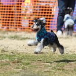 マーブル&イヴの髭犬祭2018
