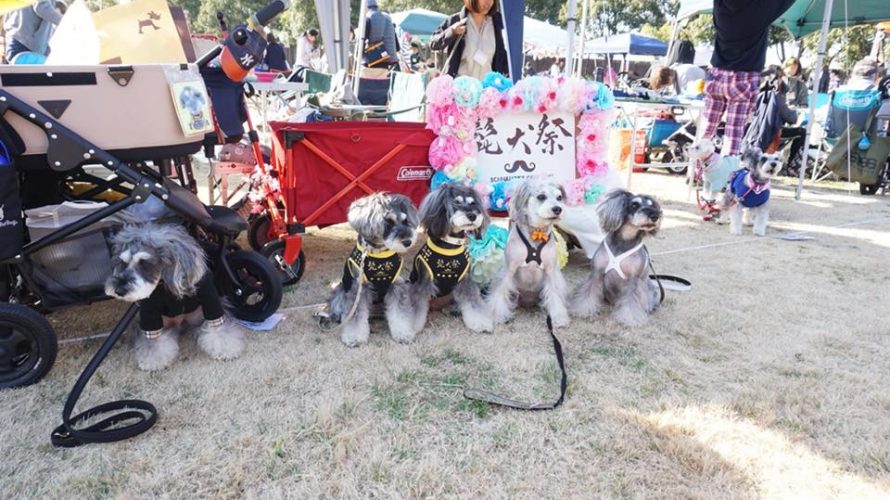 うれしい！お友達から頂いたマーブルとイヴの写真で綴る髭犬祭